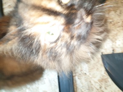 Katze ist Servo Laune